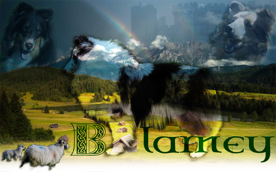 Blarney Kennels header image